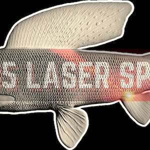 Puede incluir: Una imagen estilizada de un pez con el texto "ROS LASER SPOT" superpuesto. El pez es de color marrón claro con un contorno blanco.