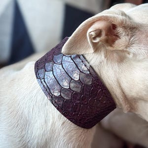 Könnte beinhalten: Ein breites, dunkelviolettes Halsband mit einem strukturierten, schuppenartigen Muster, das um den Hals eines hellen Hundes getragen wird. Das Halsband hat sichtbare Nähte an den Rändern und eine glänzende Oberfläche, die das Licht reflektiert.