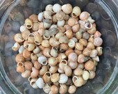 20 Small Natural Snail Shells, Land Snail Shell, Wild Snail Shell, Tiny Snail Shells