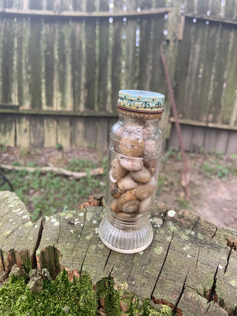 27 Natural Snail Shells in a Jar Land Snail Shell Wild Snail Etsy