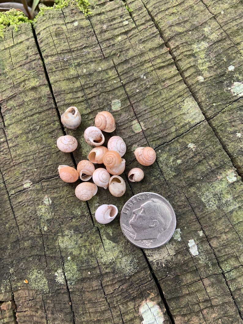 100 Small Natural Snail Shells Land Snail Shell Wild Snail Etsy