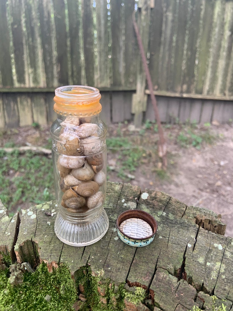 27 Natural Snail Shells in a Jar Land Snail Shell Wild Snail Etsy