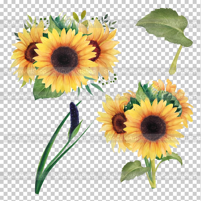 Watercolor Sunflower PNG clipart Floral clip art Sunflower | Etsy