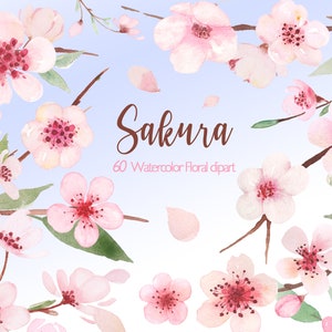 Acuarela sakura. Clipart de flor de cerezo png. Flores de primavera. Uso comercial gratuito