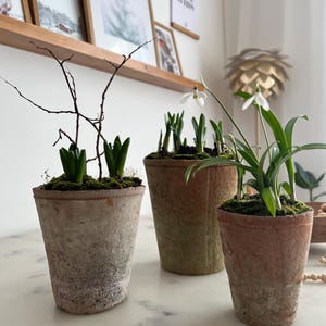 Può includere: Tre piccoli vasi in terracotta, usurati, con piante. I vasi sono riempiti di terra e muschio, e le piante sono in varie fasi di crescita, tra cui la formazione di boccioli e la fioritura. Un ramo decorativo è in un vaso. Lo sfondo include opere d'arte incorniciate e una mensola di legno.