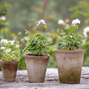 May include: Three potted geranium plants with varying sizes and stages of bloom. The plants are in aged terracotta pots, with green foliage and delicate pink and white flowers. The pots are arranged on a weathered wooden surface.