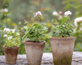 EXPRESS DELIVERY/ Farmhouse Style Rustic Terracotta Pot Set with Saucers/ Aged/ Old Looking/ Vintage/