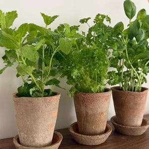 以下が含まれることがあります： ミント、パセリ、バジルが入った3つのテラコッタ鉢。各鉢は、木製の表面に配置されたお揃いの受け皿の上に置かれています。ハーブは鮮やかな緑色で、鉢の古びた土色と対照的です。