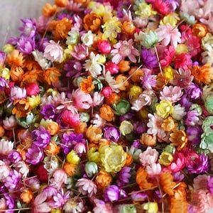 Tiny Multi-Color (Dyed) Dried Flowers for Epoxy Resin, Candle Making, Soap, Crafting Filler, Choose Size,