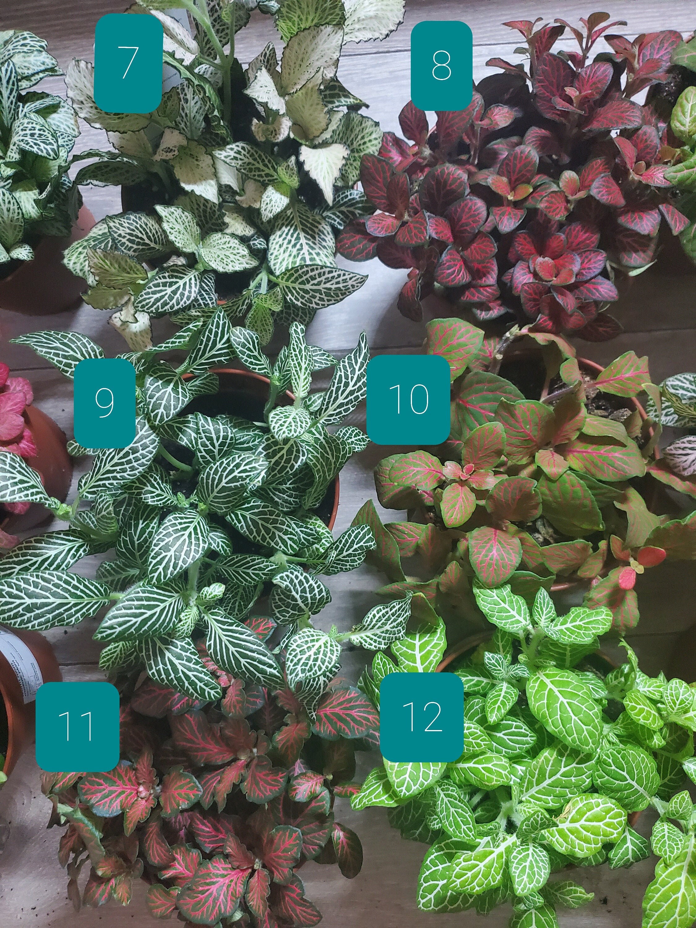 2 x Fittonia Nerve plant Mosaic plant cuttings Terrarium