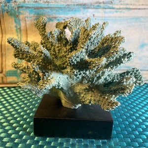 Branching Sea Coral Display Beautiful Aqua Color Responsibly Sourced!