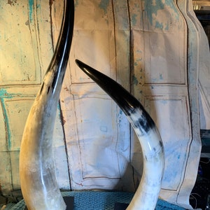 Stunning Large Mounted Steer Horns Black and White or Black and Grey Bull Horns on Stands Vintage Mounted Cow Horns Your Choice!