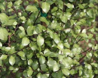 Growth Habits And Progress Of Six Pittosporum Tenuifolium Selections