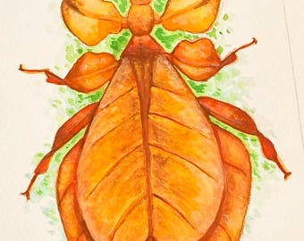 Brown Leaf Insect - Watercolour Art Print by Avery Healing, rustic bug home decor