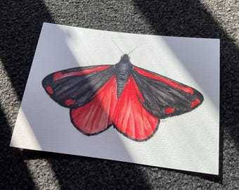 Cinnabar Moth Watercolour Art Print - Original Painting by Avery Healing, nature wall art