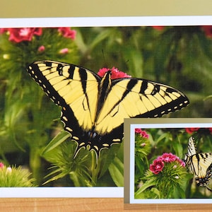 May include: A yellow and black butterfly with wings spread wide sits on a pink flower. The butterfly is in focus, while the background is blurred.