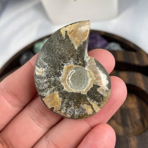 Ammonite Shell Fossil, Ammonite, Fossil, Ammonite Fossil, Crystal, Metaphysical Crystal, Crystal Healing, Crystals for Sale, Shell, Healing
