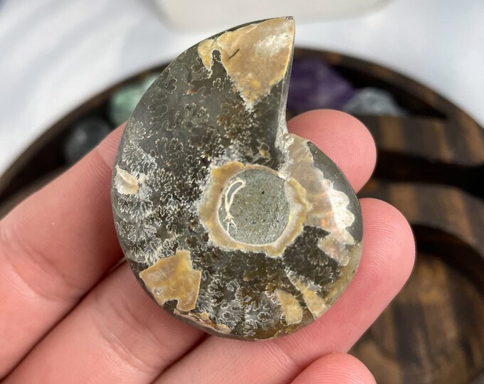 Ammonite Shell Fossil