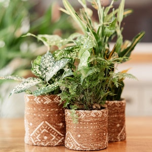 May include: Three potted plants in brown patterned fabric pots. The plants are a fern, a variegated plant with white spots, and a plant with long green leaves.