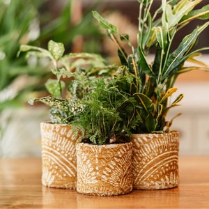 May include: Three potted plants in decorative, patterned, beige ceramic pots. The plants are a variety of green foliage.