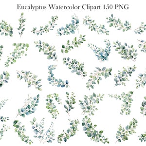 May include: A set of 36 watercolor illustrations of eucalyptus leaves in various shades of green. The leaves are arranged in different patterns and shapes, perfect for adding a touch of nature to your designs.