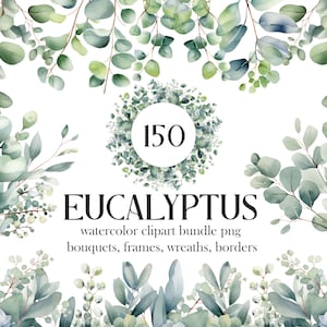 Eucalyptus PNG, aquarel eucalyptus clipartbundel, groen clipart, groene bladeren, eucalyptusrandkrans, bruiloft clipart, gebladerte