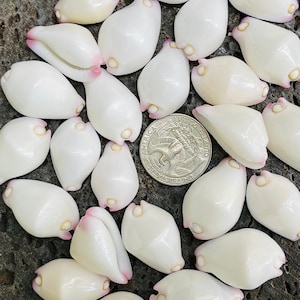 May include: A collection of white seashells with pink edges. The shells are arranged in a circle around a US quarter.