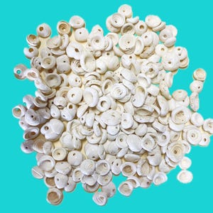 May include: A collection of small, off-white, shell beads of various shapes and sizes. The beads are mostly circular with holes in the center, and some have a spiral design. They are scattered against a bright turquoise background.