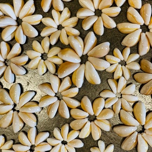 May include: A close-up of a collection of seashells arranged in a flower pattern. The shells are a light beige color with a hint of orange and have a smooth, glossy finish.