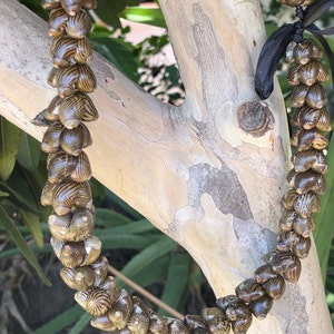 da Hawaiian Store Handcrafted Striped Brown Zebra Nerite Snail Shell Lei 30&quot;