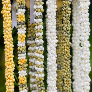 da Hawaiian Store Class of 2025 Mongo Shell Lei Necklace (Choose color and 20", 29" or 32")
