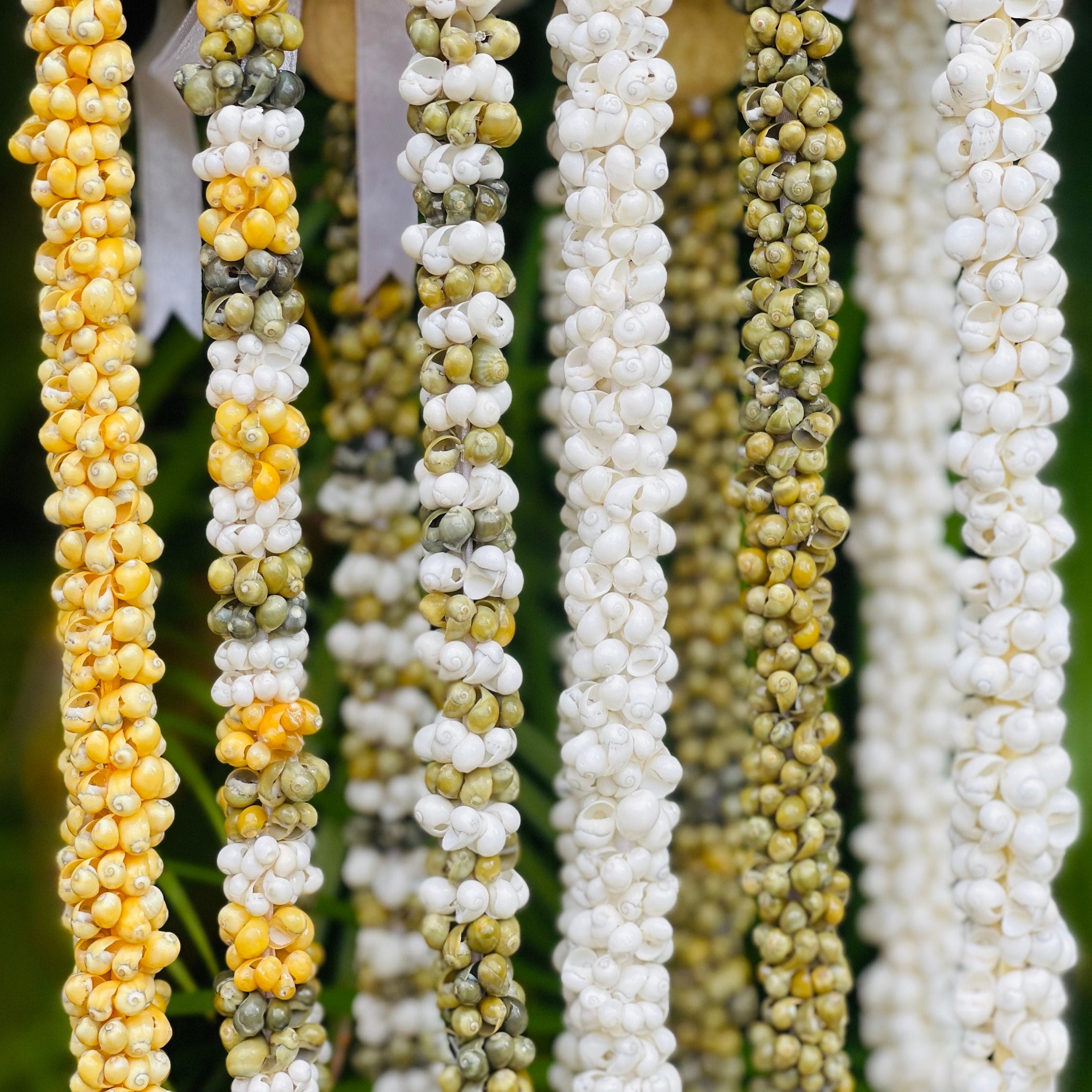da Hawaiian Store Class of 2025 Mongo Shell Lei Necklace (Choose color and 20", 29" or 32")