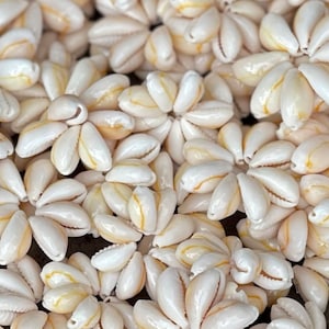 May include: A close-up of a pile of white cowrie shells with a yellow stripe. The shells are arranged in a random pattern.