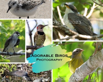 Verscheidenheid van 6 schattige vogelfotografie digitale downloads, eend met schildpadden, noordelijke flikkering, Magnolia Warbler, koekoek, Sanderling foto's