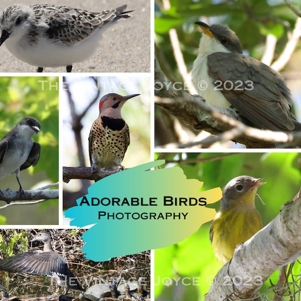 Variety of 6 Adorable Bird Photography Digital Downloads, Duck with Turtles, Northern Flicker, Magnolia Warbler, Cuckoo, Sanderling Pictures
