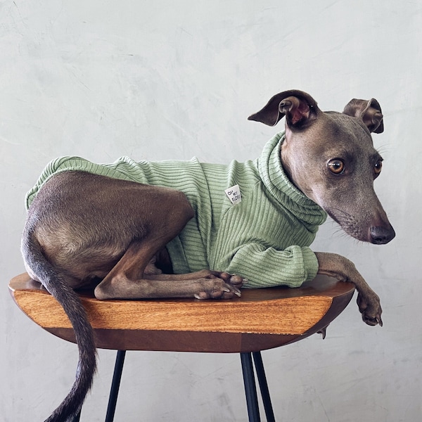 italian greyhound and whippet clothes / iggy clothes / Dog Sweater / stripes dog clothes / clothes for italian greyhound and whippet / OLIVE