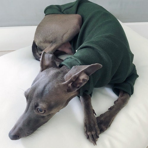 Italian Greyhound Whippet Iggy World's Best Dad Mug T-Shirt main image 1