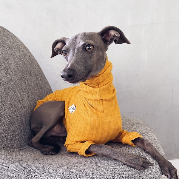 italian greyhound and whippet clothes / iggy clothes / Dog Sweater / stripes dog clothes / ropa para golo italiano y whippet / MUSTARD