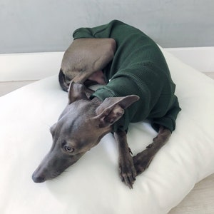 italian greyhound shoes