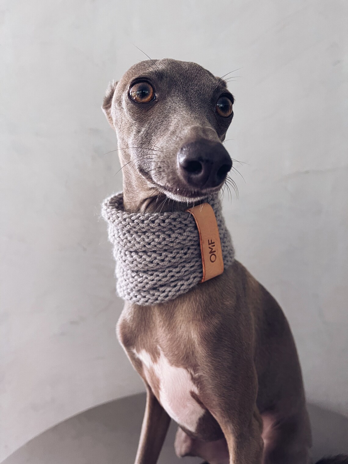 greyhound snood