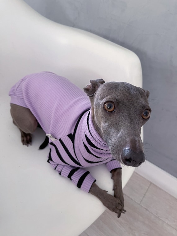 Italian Greyhound and Whippet Clothes Iggy Clothes Dog Sweater