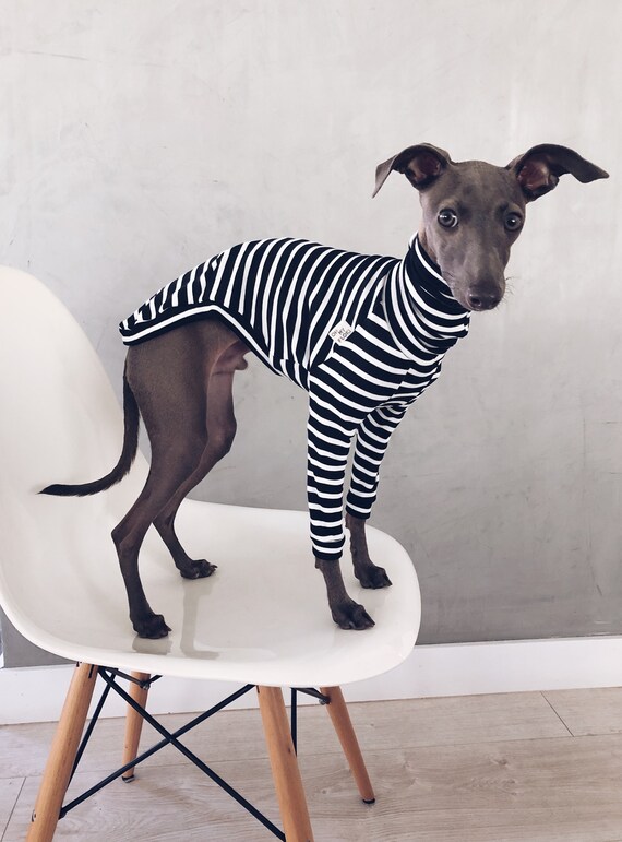 Vetement whippet hotsell