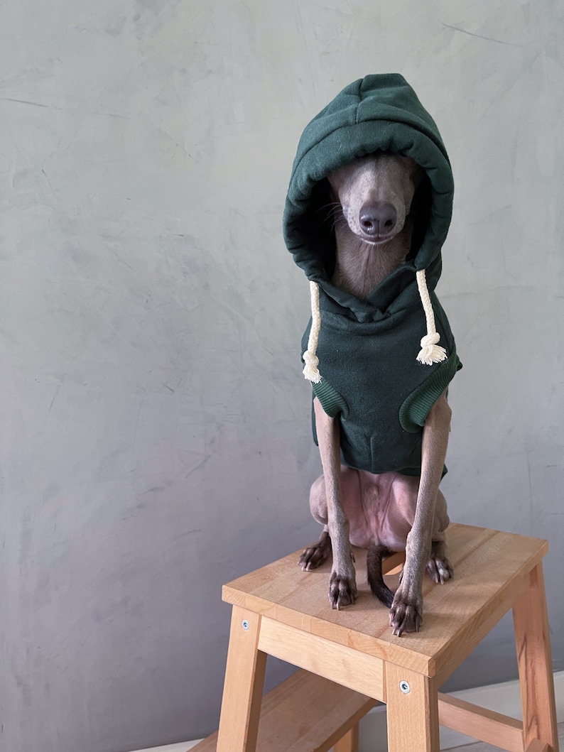 italian greyhound and whippet clothes / iggy clothes / Dog hoodie / stripes dog clothes / clothes for italian greyhound and whippet / GREEN HOODIE image 1