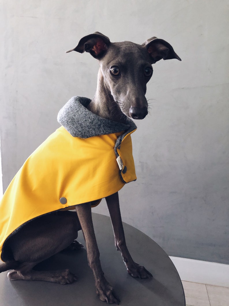 iggy and whippet raincoat / waterproof and windproof coat / iggy raincoat / iggy clothes / ropa para golo italiano y whippet / YELLOW image 3
