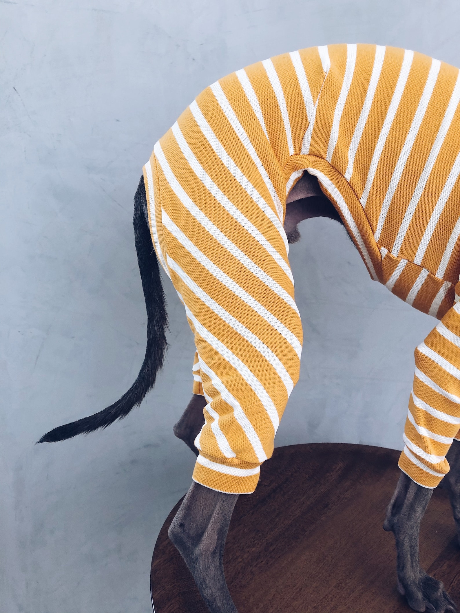 Italian greyhound and whippet clothes / iggy jumpsuit / Dog | Etsy