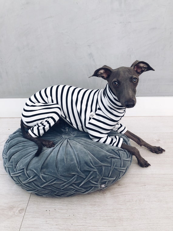 striped greyhound