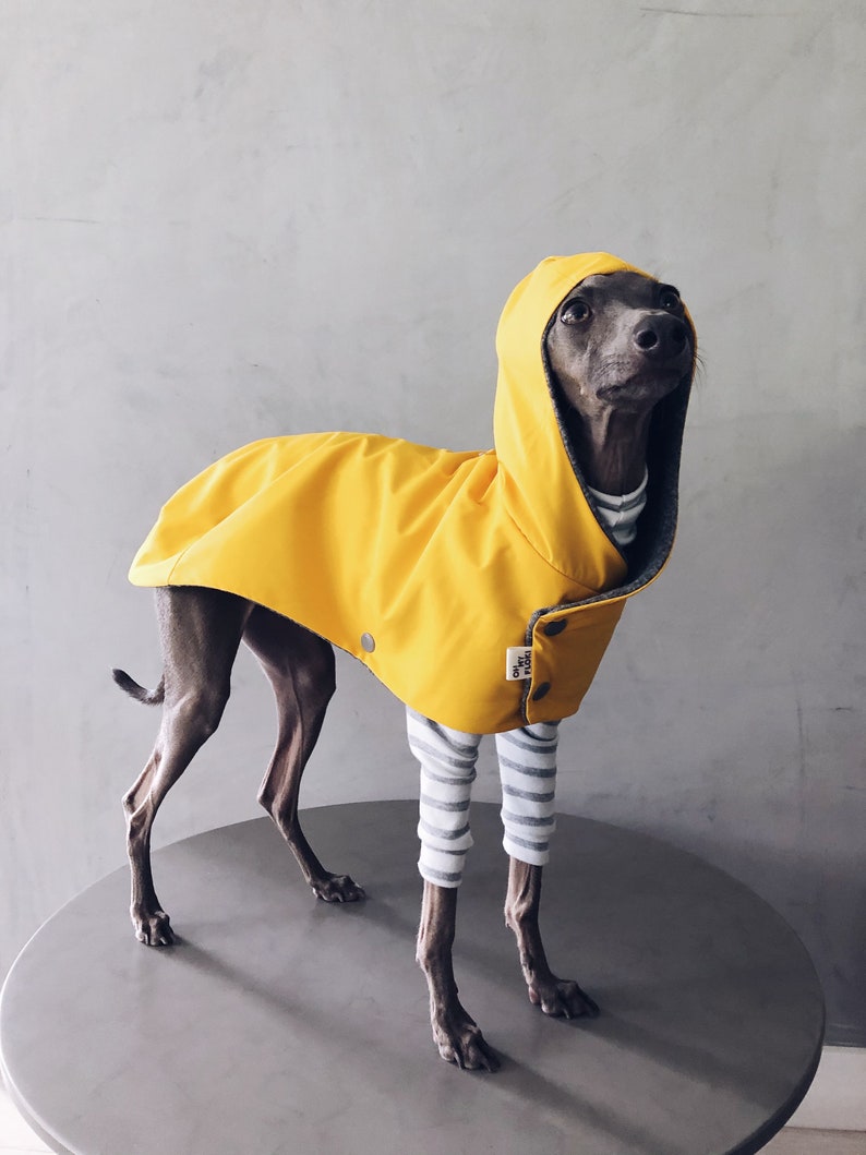 iggy and whippet raincoat / waterproof and windproof coat / iggy raincoat / iggy clothes / ropa para golo italiano y whippet / YELLOW image 4