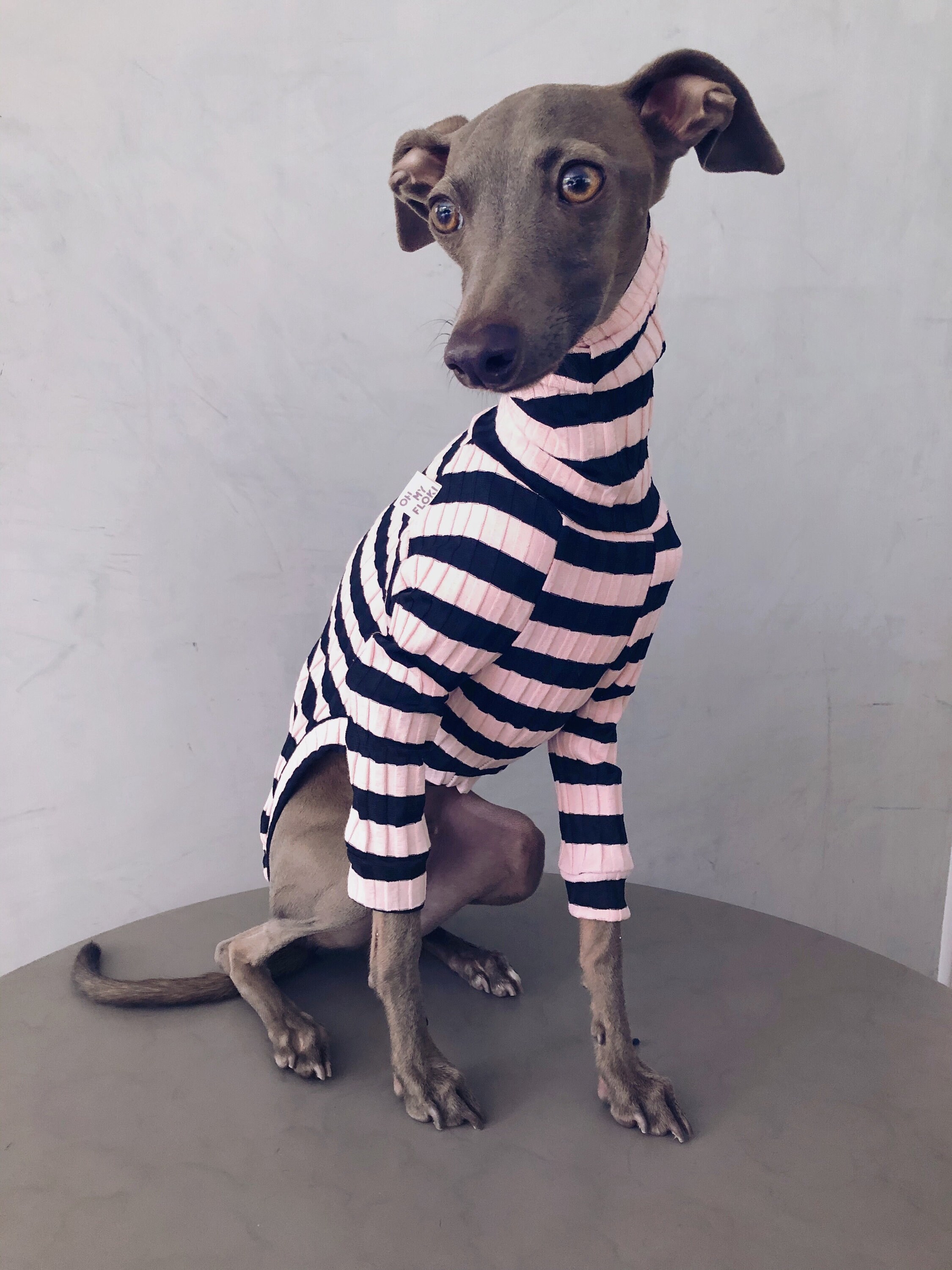 Italian Greyhound and Whippet Clothes / Iggy Clothes / Dog Etsy
