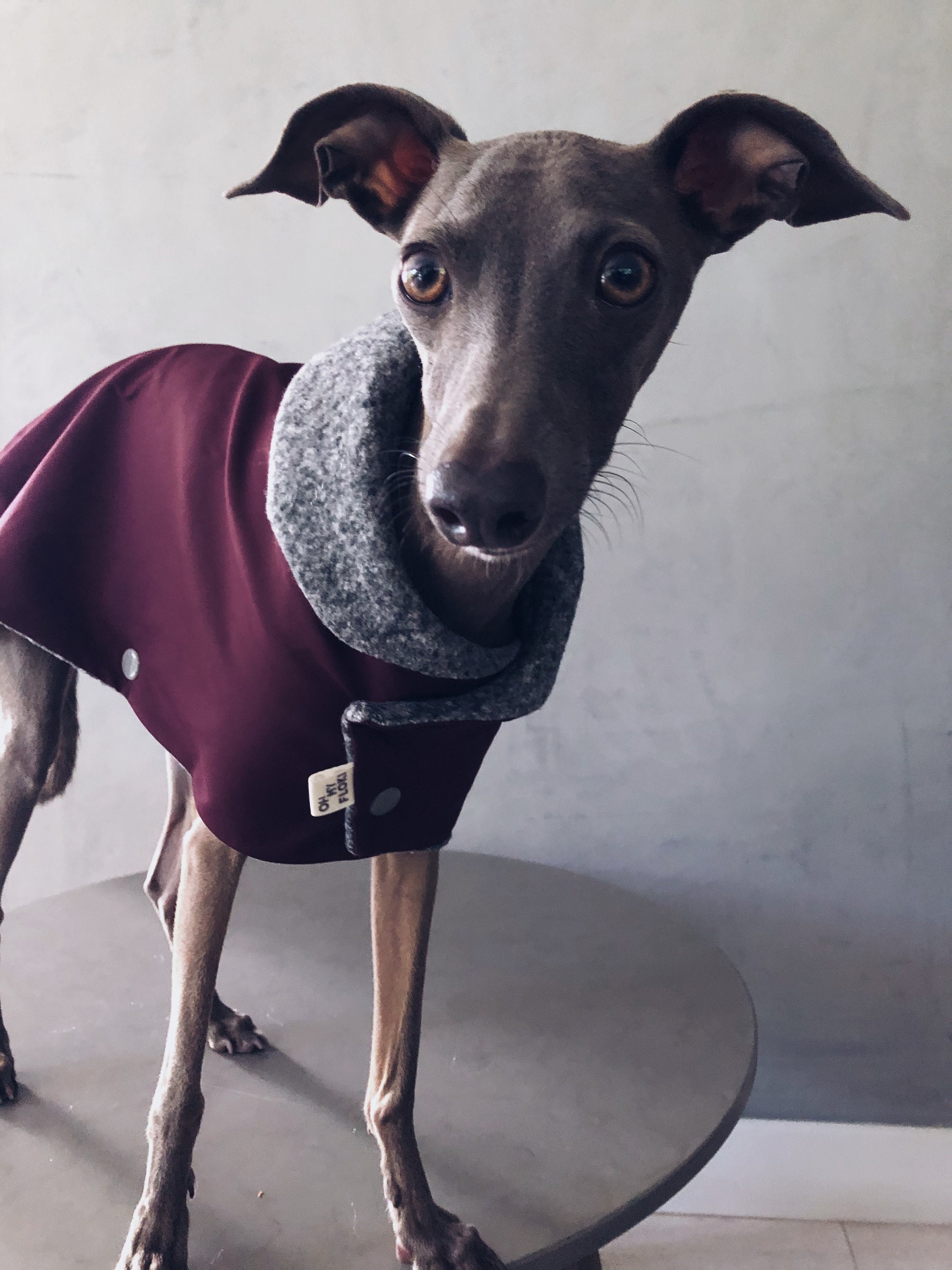 etsy whippet coat