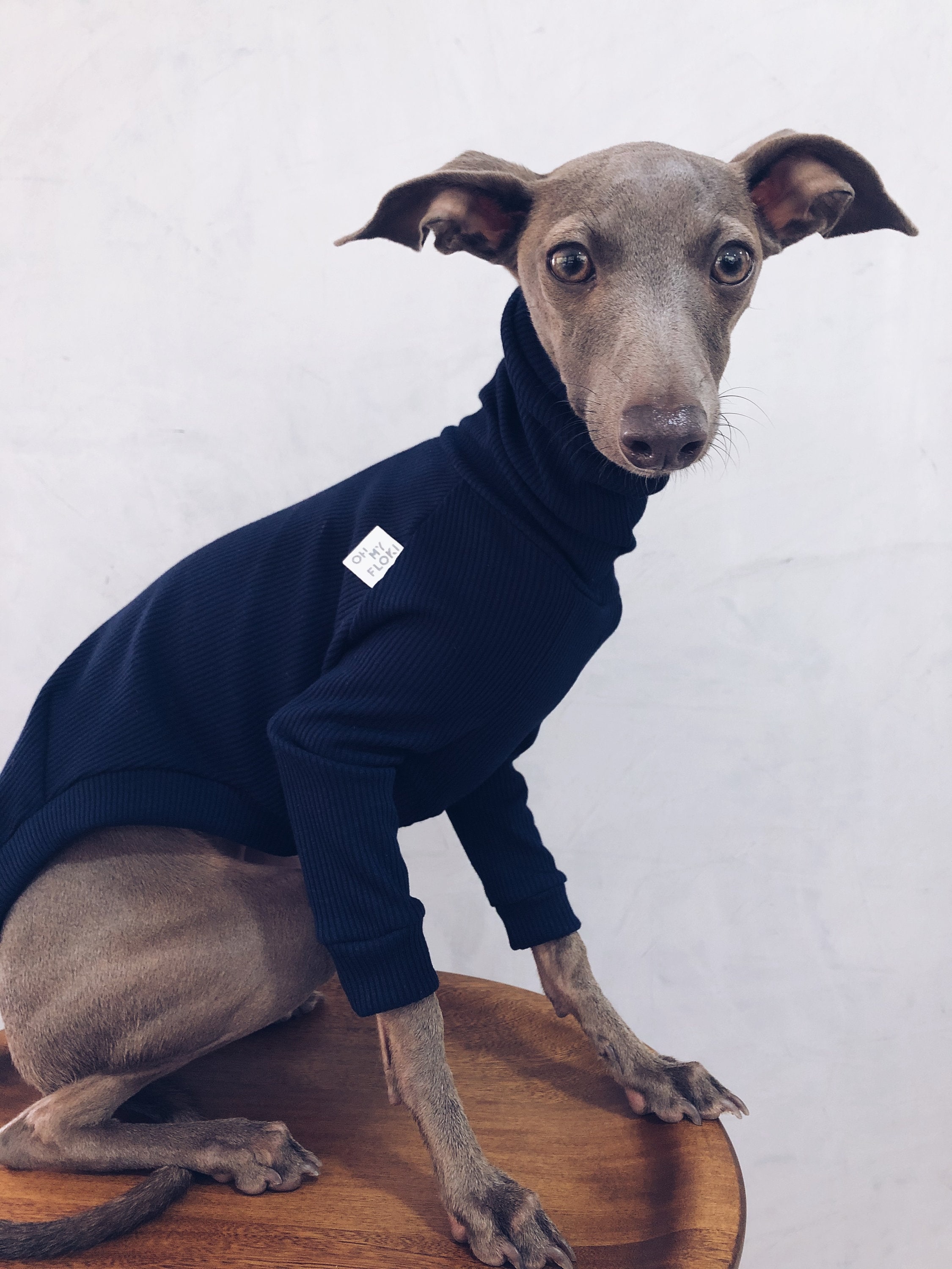 Blue store italian whippet